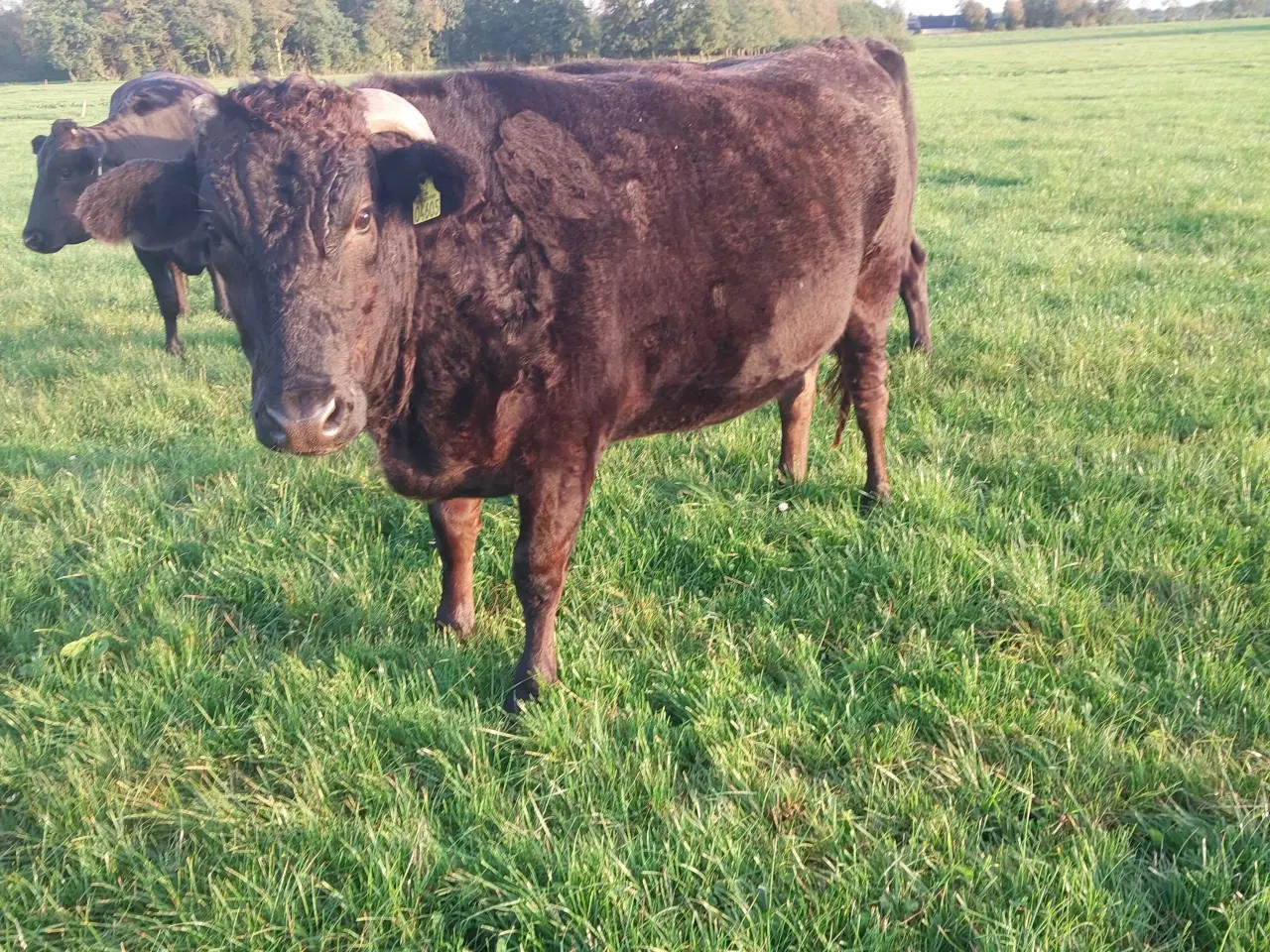 Billede 1 - Slagteklare renracede wagyu. 