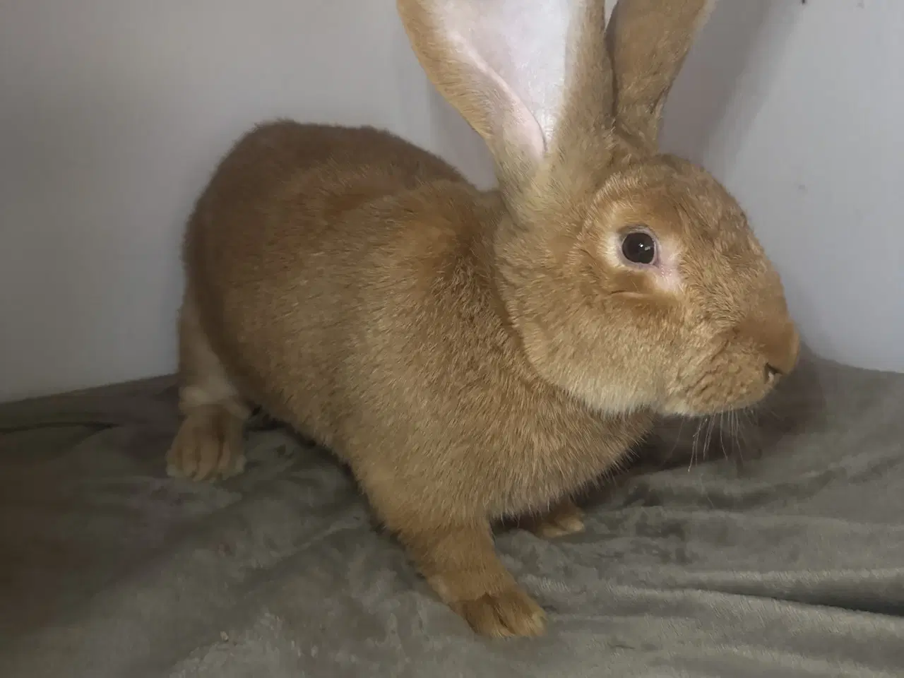 Billede 5 - Rene gule belgisk kæmpe kanin unger 