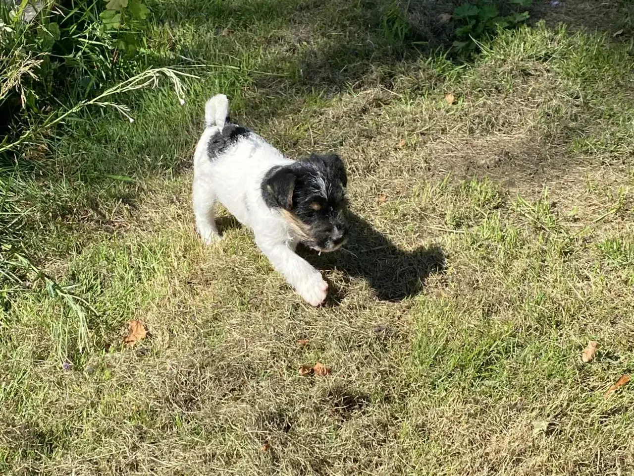 Billede 5 - Jack russel hvalpe 