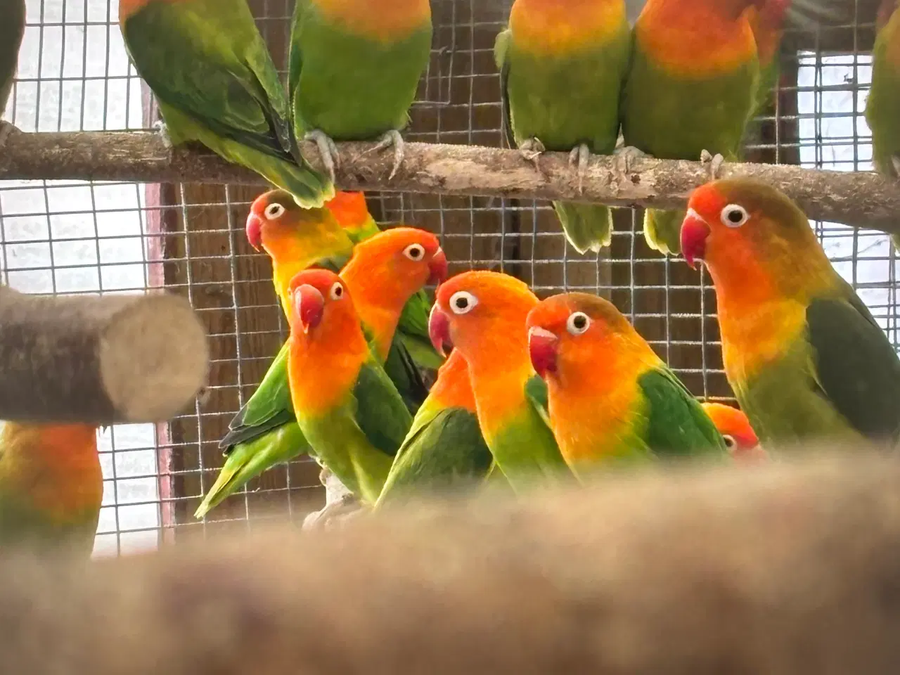 Billede 3 - Rød hovedet dværgpapegøje 