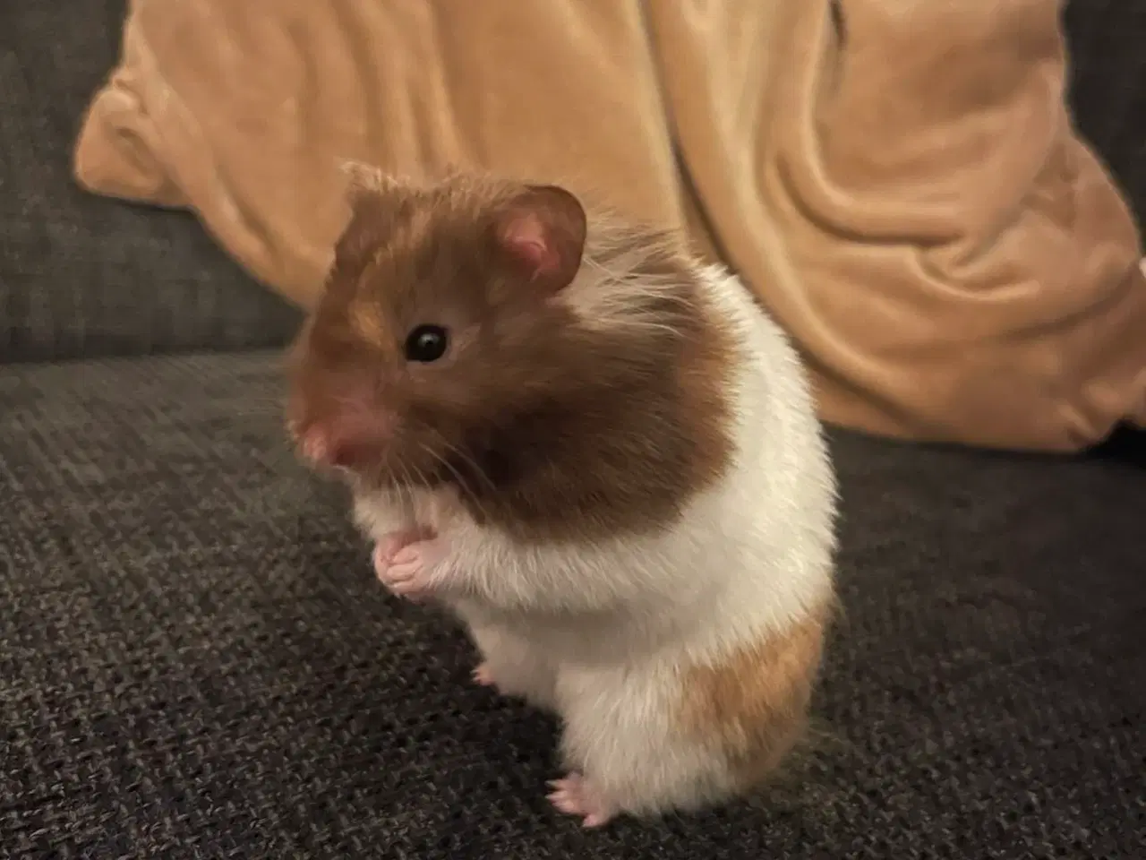 Billede 2 - Langhåret guldhamster unger 