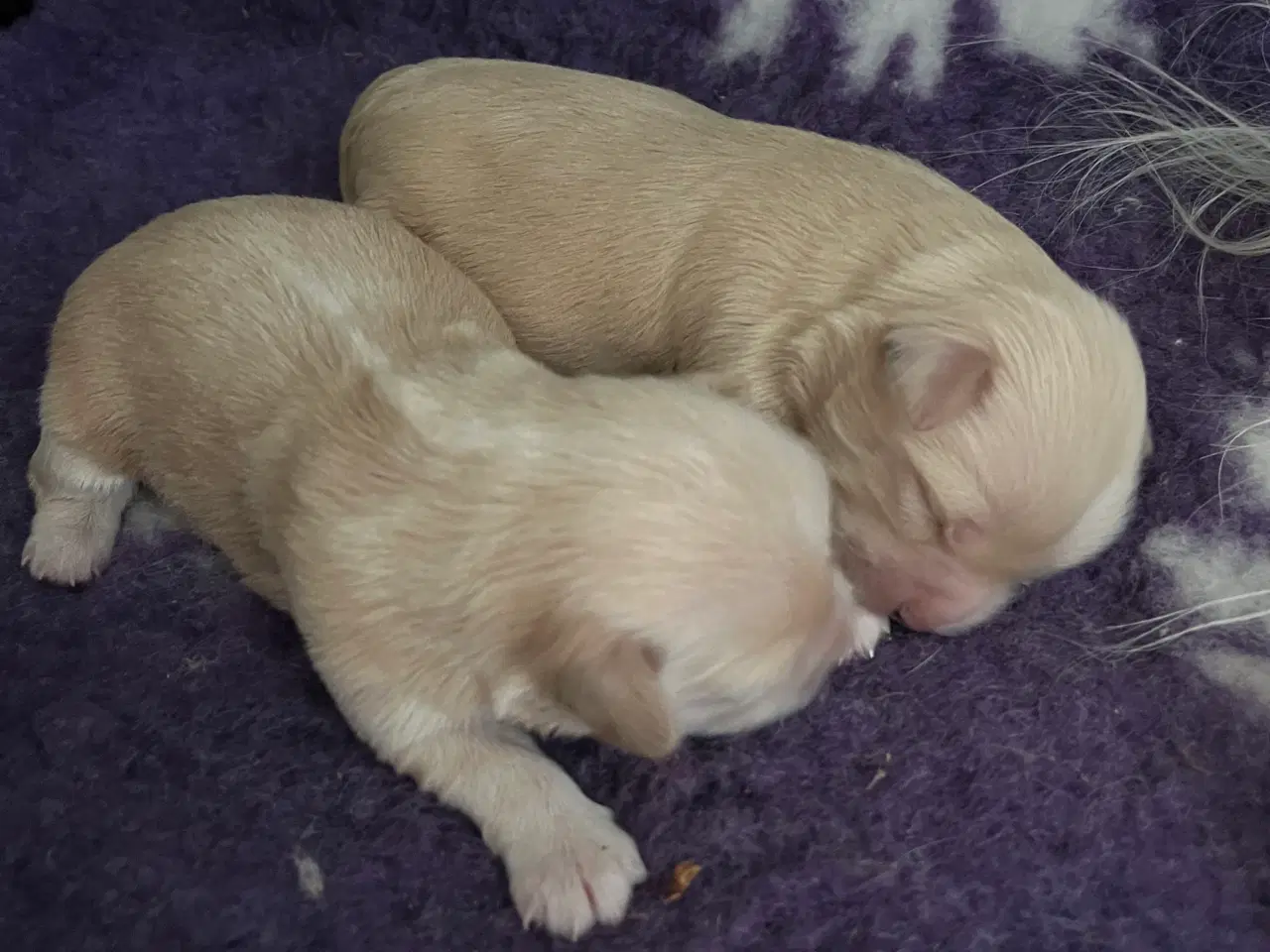 Billede 2 - Bichon Havanaiser 