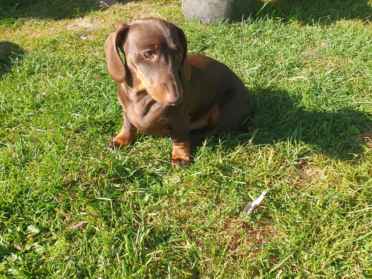 Billede 4 - Korthåret gravhunde 