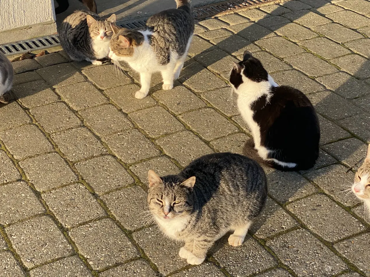 Billede 12 - Kattekillinger fra landet 