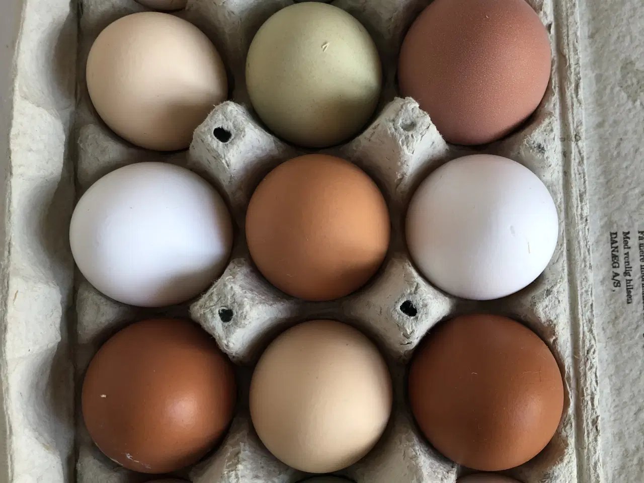 Billede 1 - Rugeæg fra fritgående høns