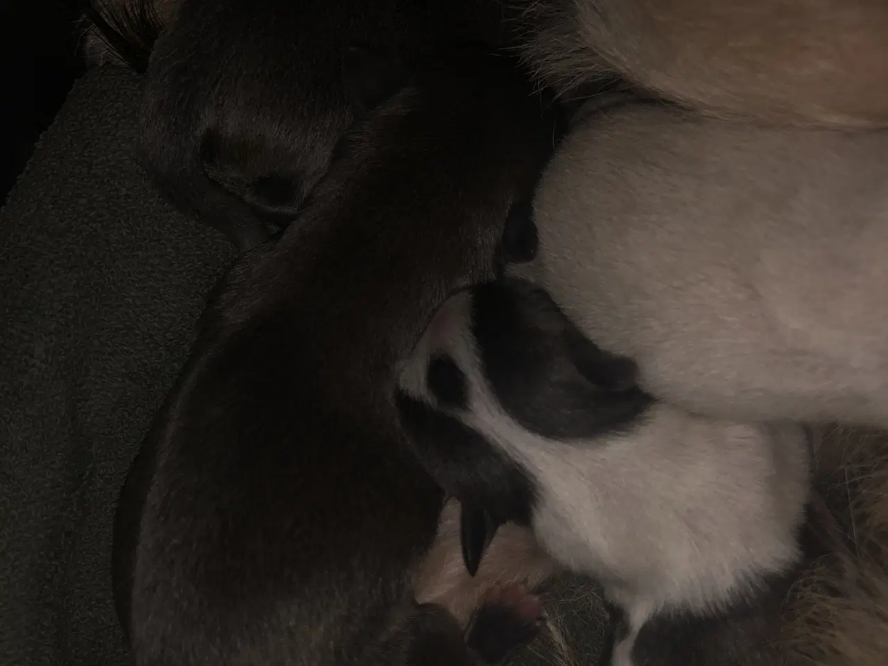 Billede 1 - Shih Tzu / Chihuahua blanding