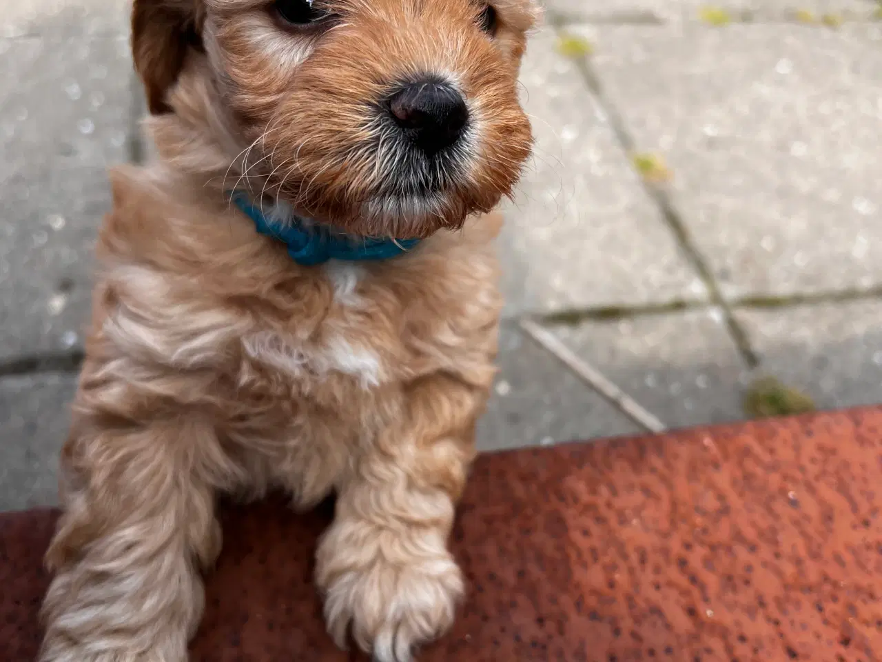 Billede 5 - Maltipoo hvalpe