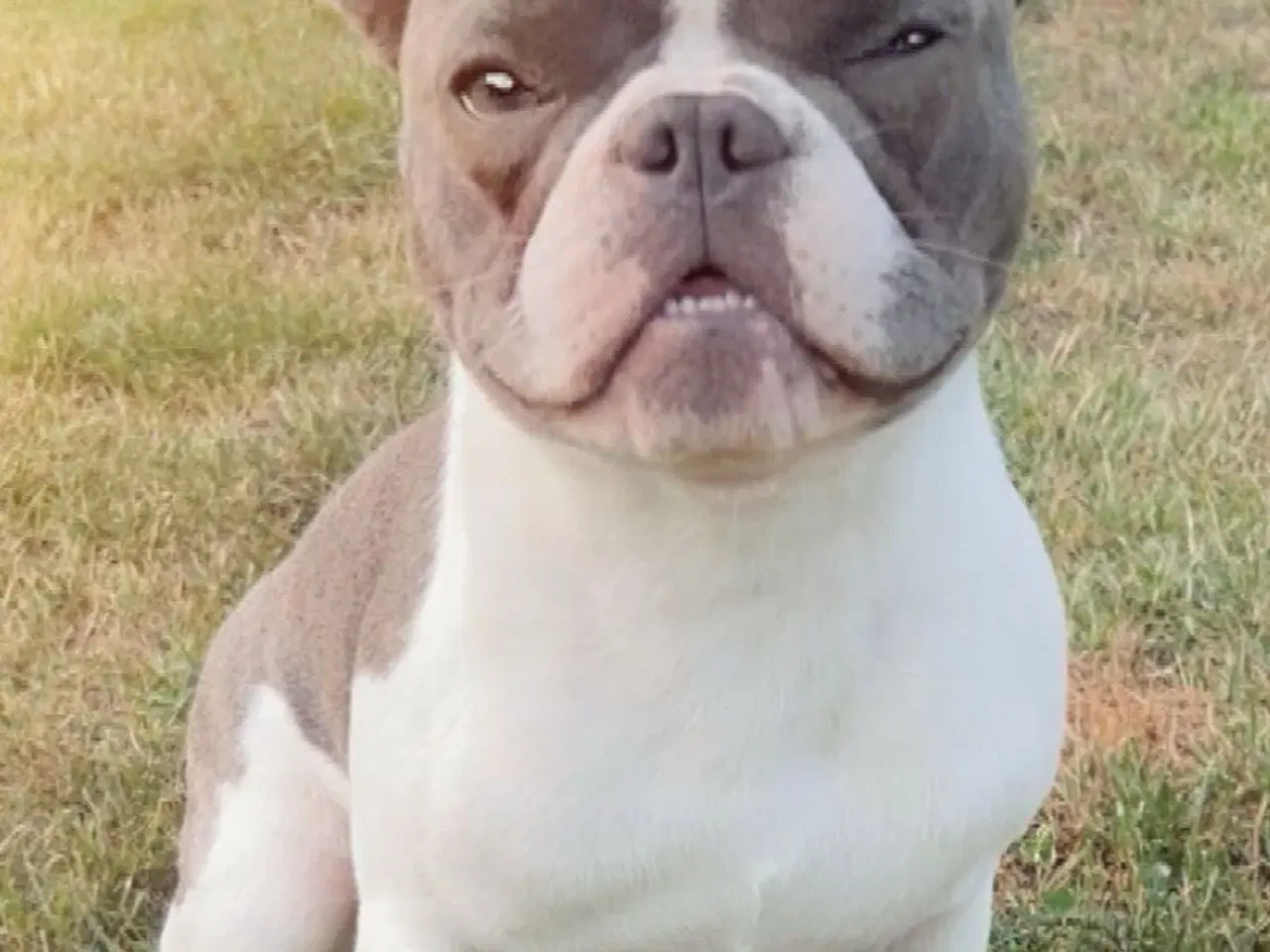 Billede 3 - Fransk bulldog 