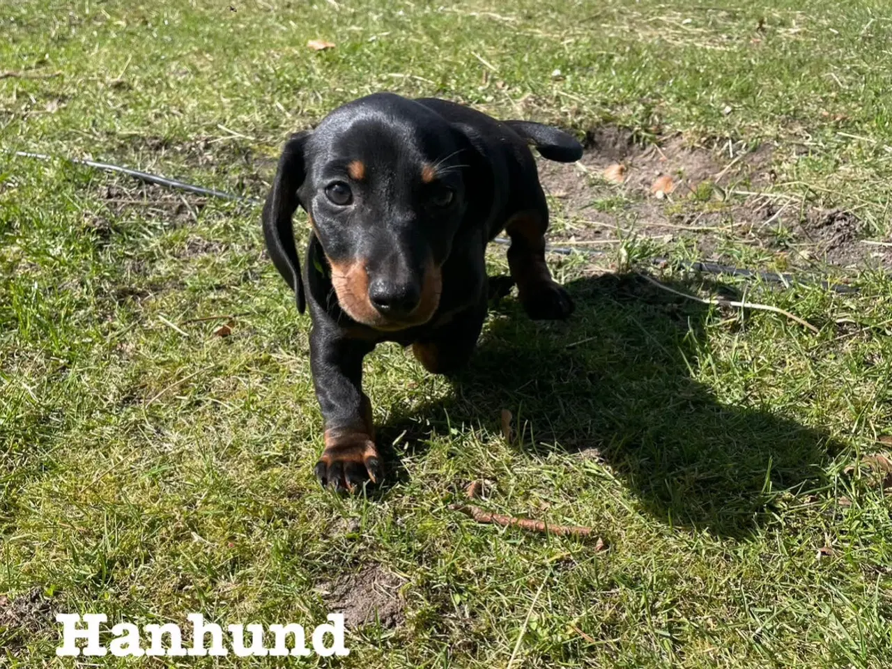 Billede 4 - Smukke Gravhund Hvalpe