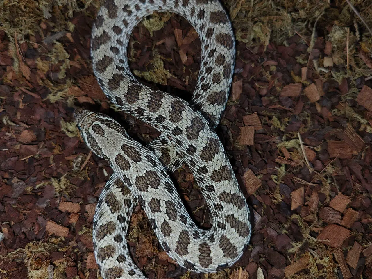 Billede 1 - To trynesnoge sælges 