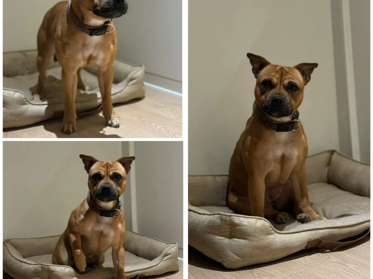 Billede 1 - Staffordshire Bull Terrier