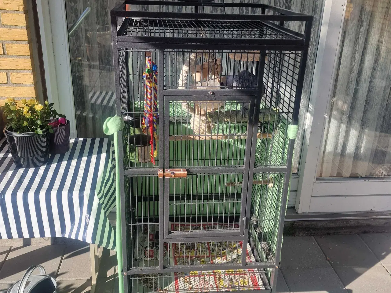 Billede 4 - Grå jaco 1 år med papir 