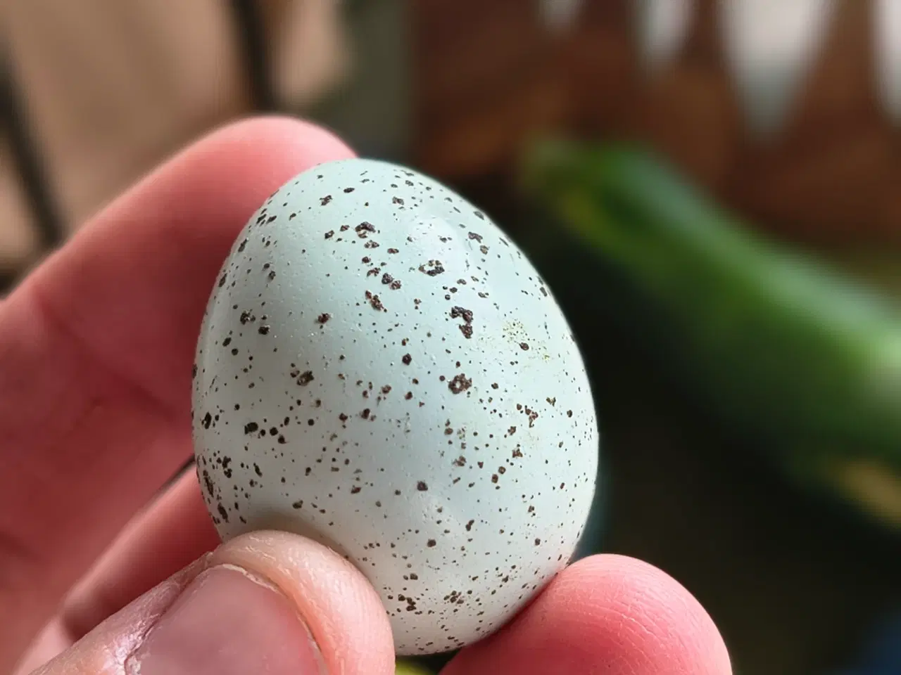 Billede 7 - Daggamle vagtelkyllinger klækket fredag den 10/4