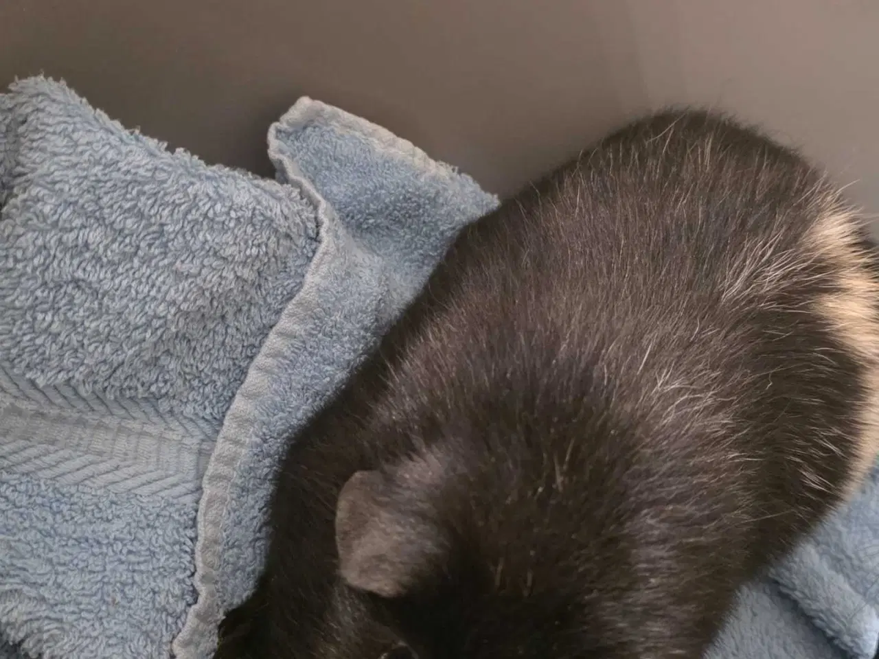 Billede 2 - 2 hun marsvin søger hjem