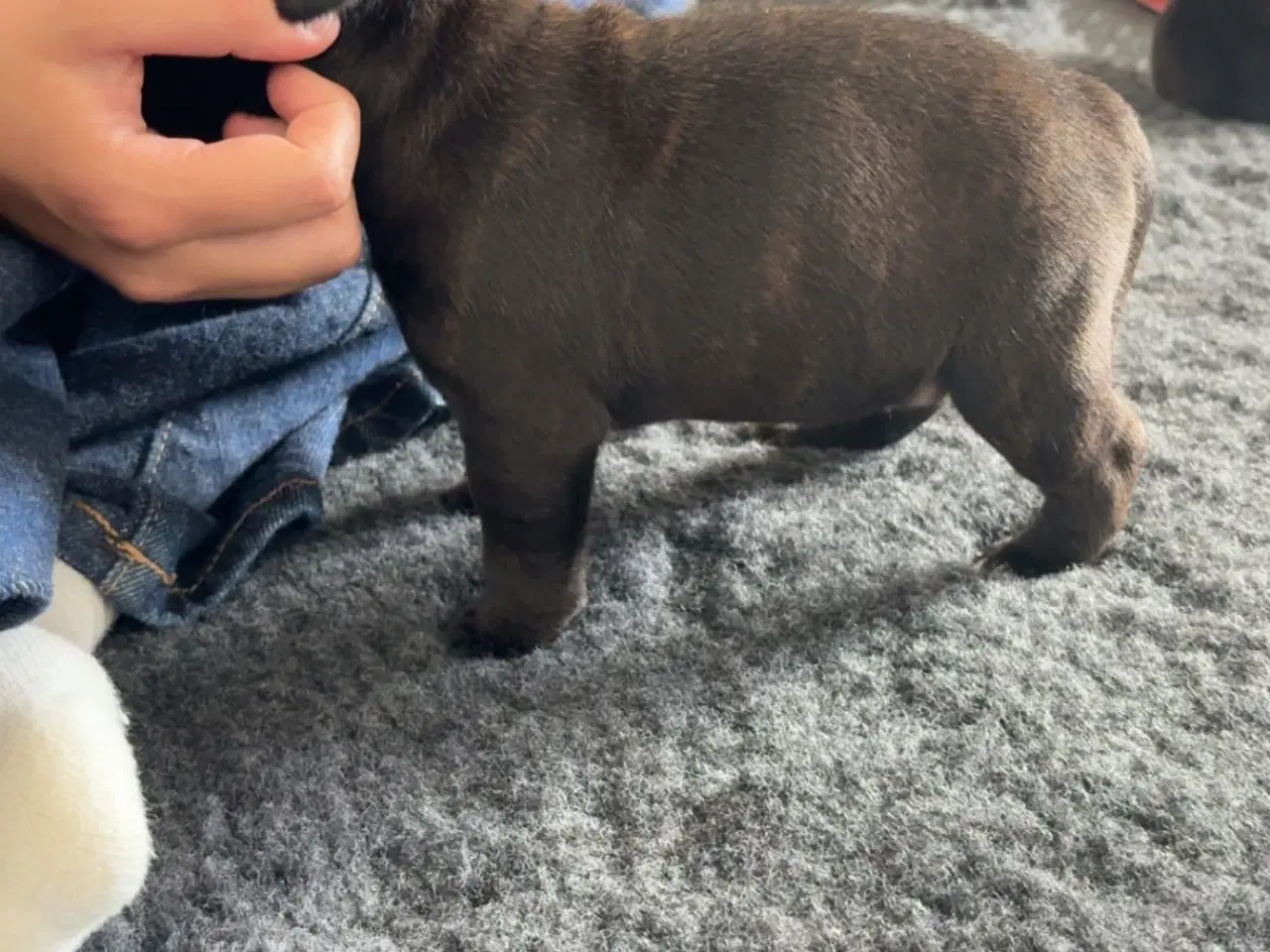 Billede 5 - Staffordshire Bullterrier