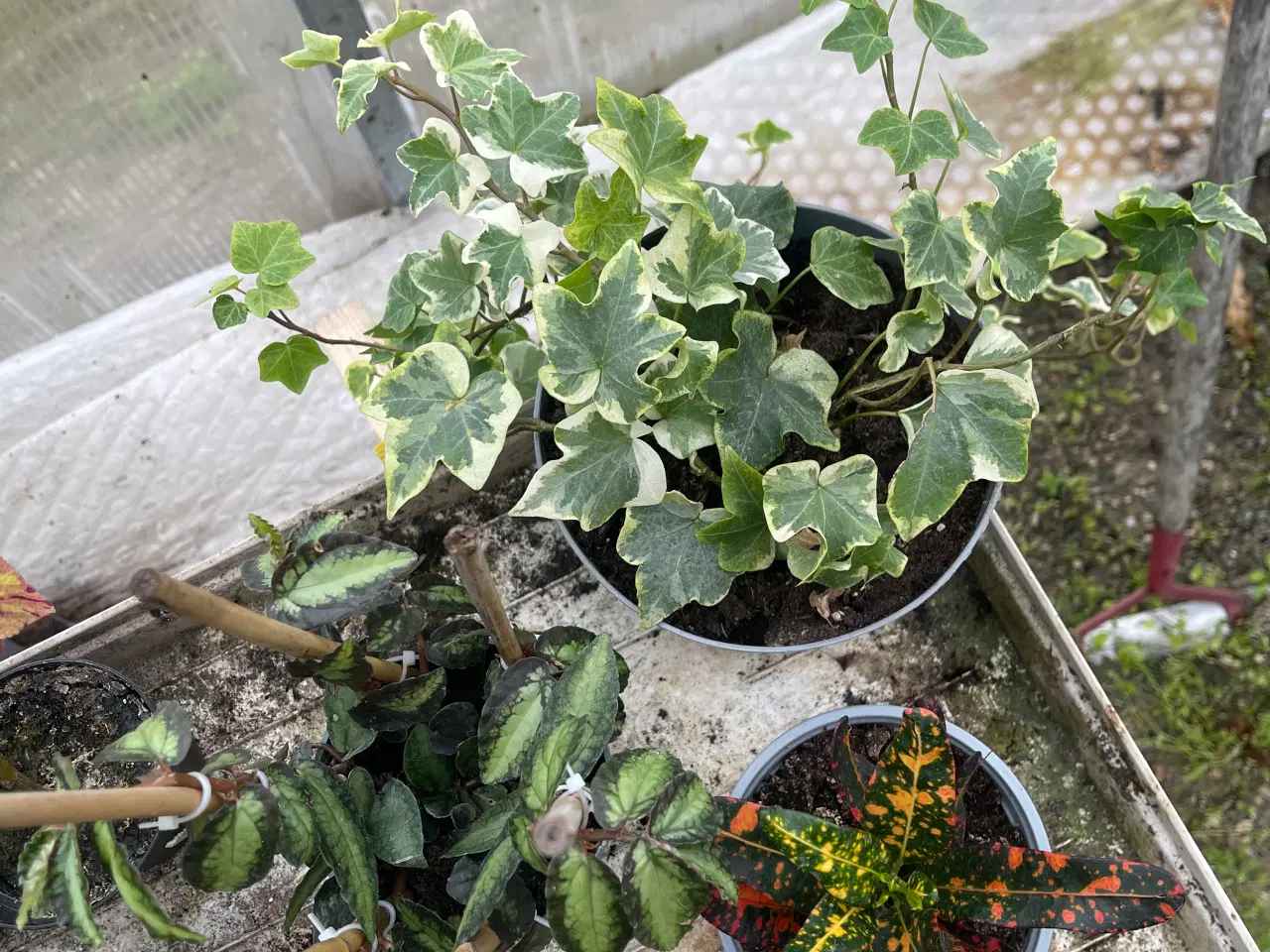 Billede 7 - Forskellige planter sælges