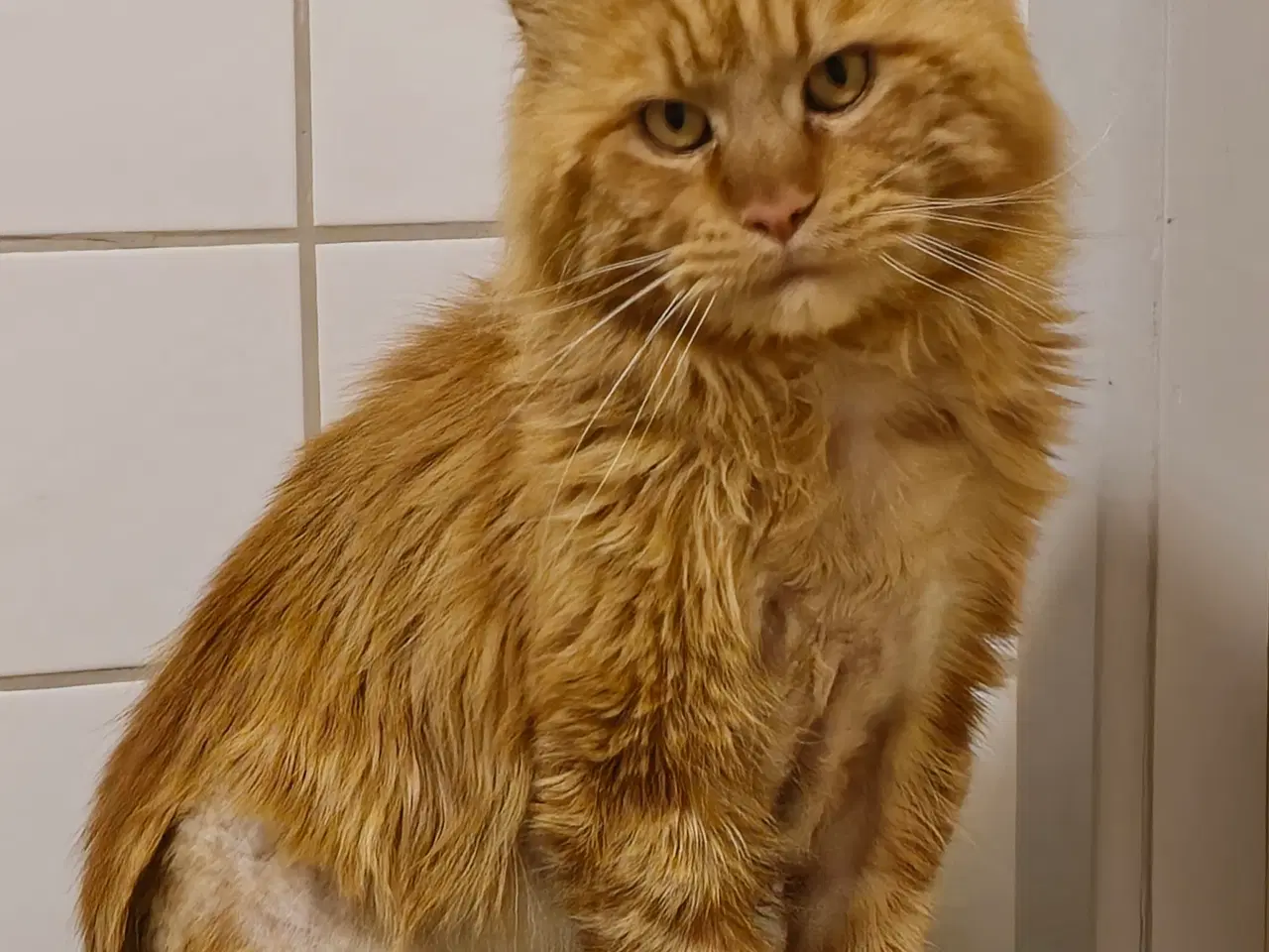 Billede 3 - Maine Coon 