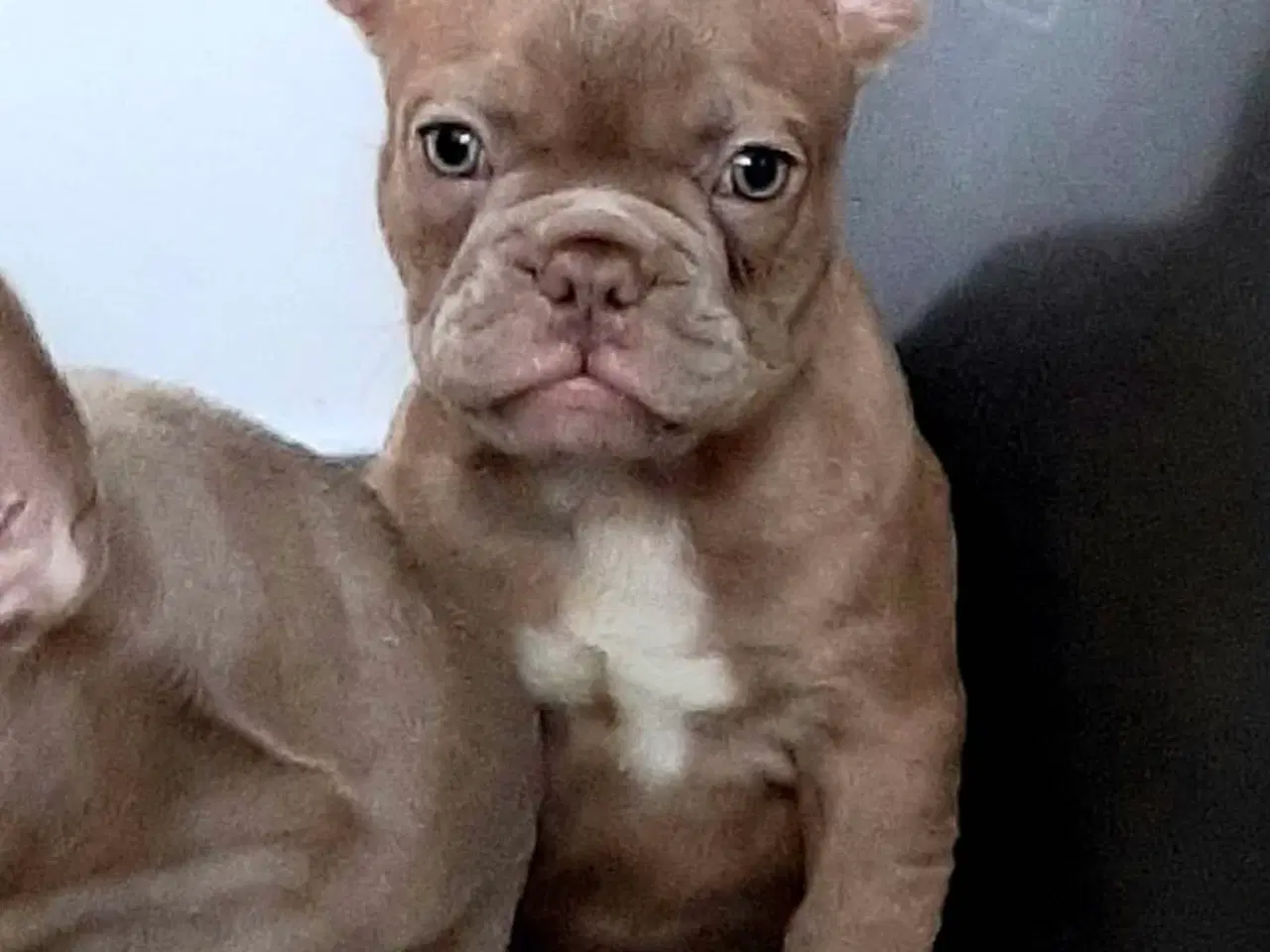 Billede 9 - Fransk bulldog Isabella drenge 