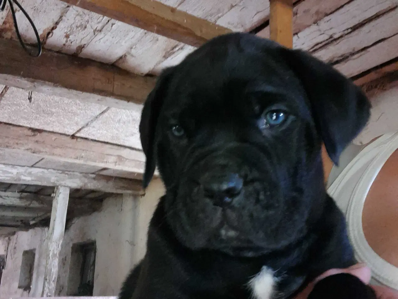 Billede 4 - Cane corso hvalpe