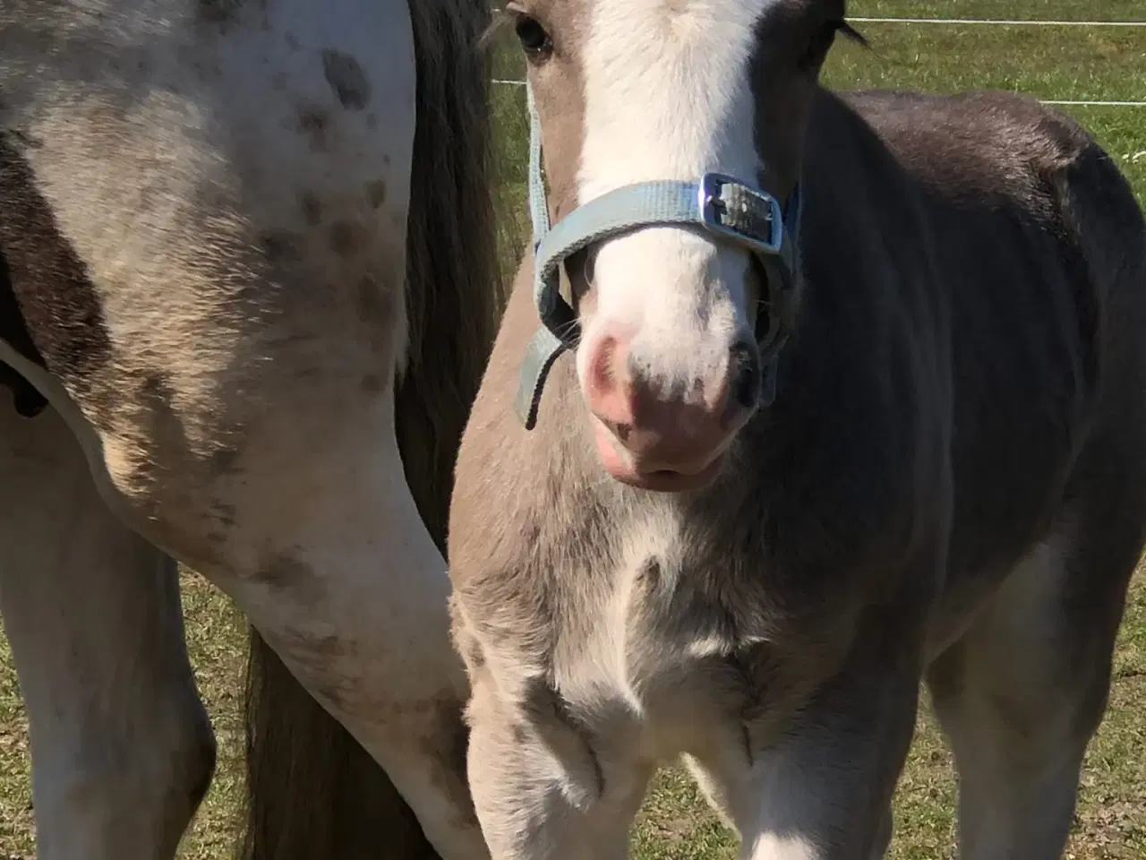 Billede 6 - Irish cob hingst 