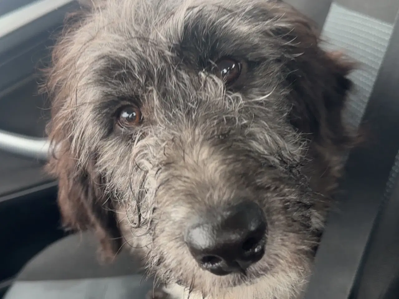 Billede 2 - Omplacerings hund 🐕