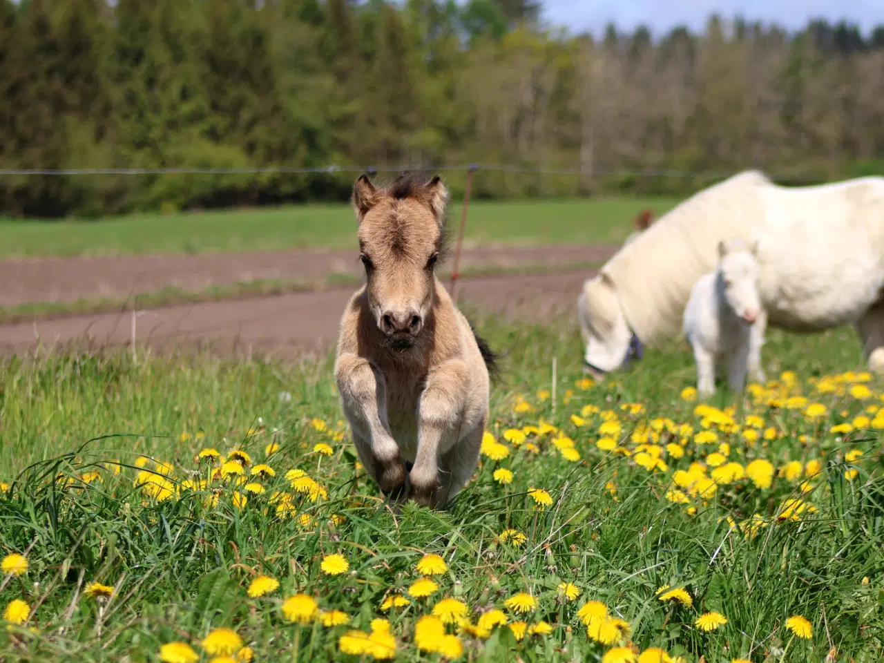 Billede 3 - Buckskin shetlandspony hingsteføl fra 25. 