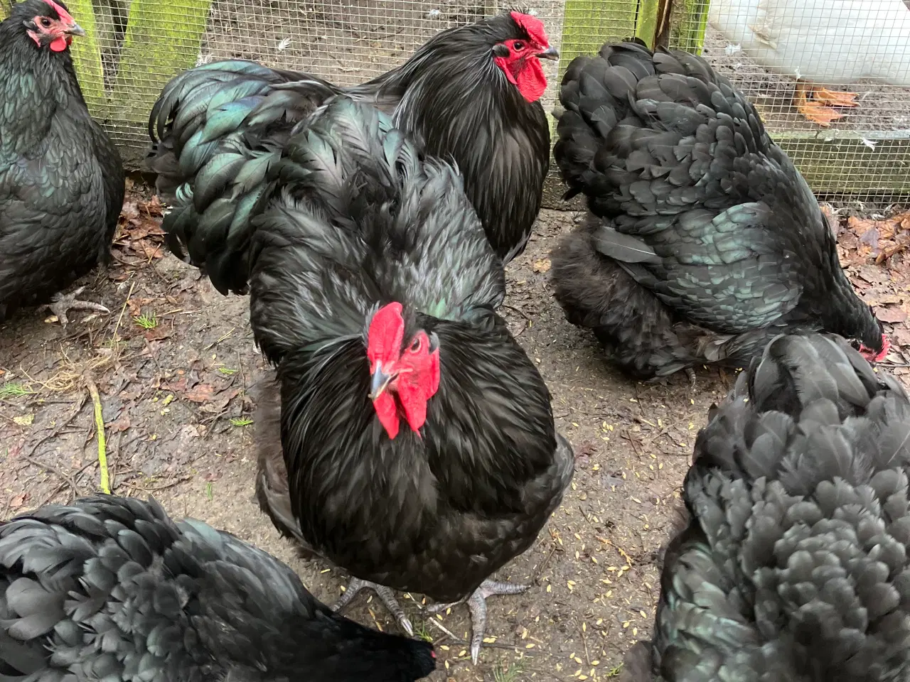 Billede 2 - Sorte Orpington Kyllinger daggamle.