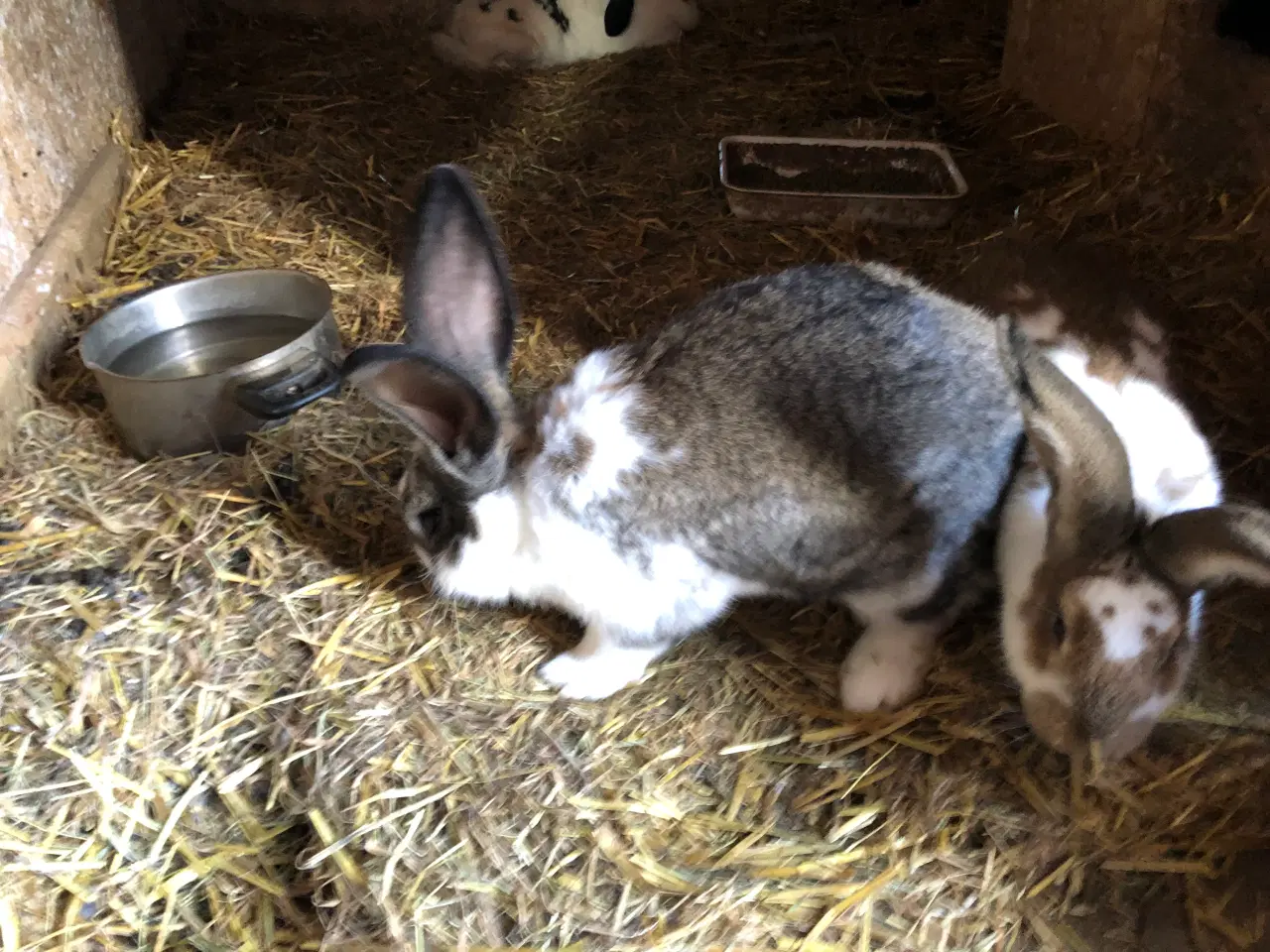 Billede 7 - Hun kanin. 1/2 belgisk kæmpe, 1/4 fransk vædder
