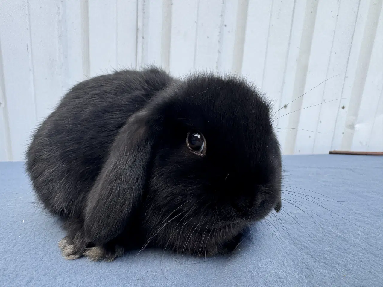 Billede 3 - Dværgvædder hankanin
