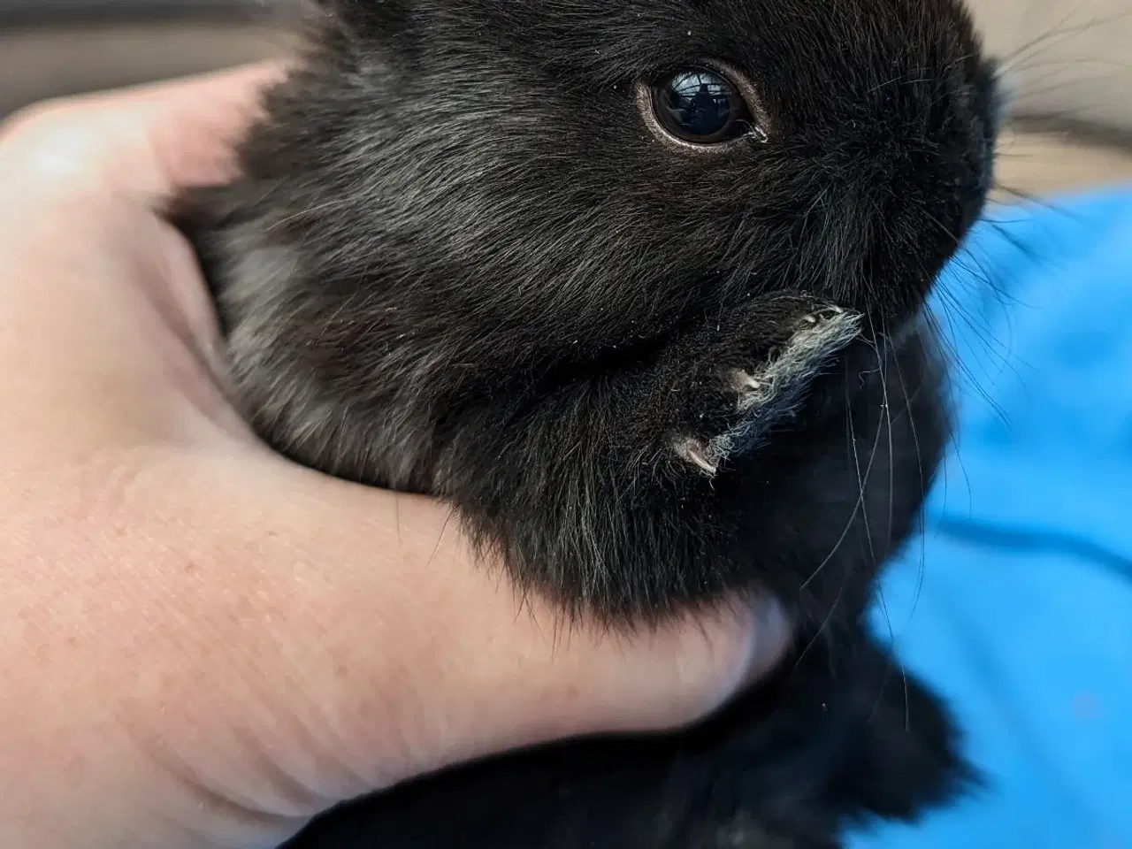 Billede 3 - Hermelin kaninunge sælges