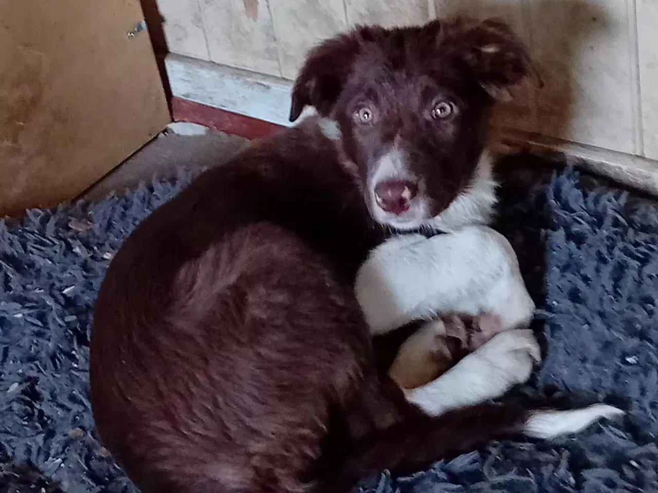 Billede 3 - Meget smukke Border Collie Hvalpe
