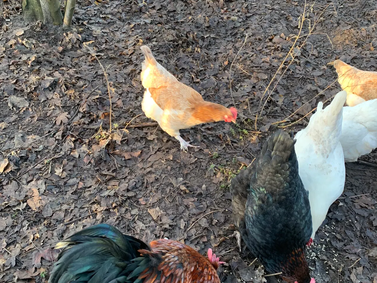 Billede 3 - Maran hane