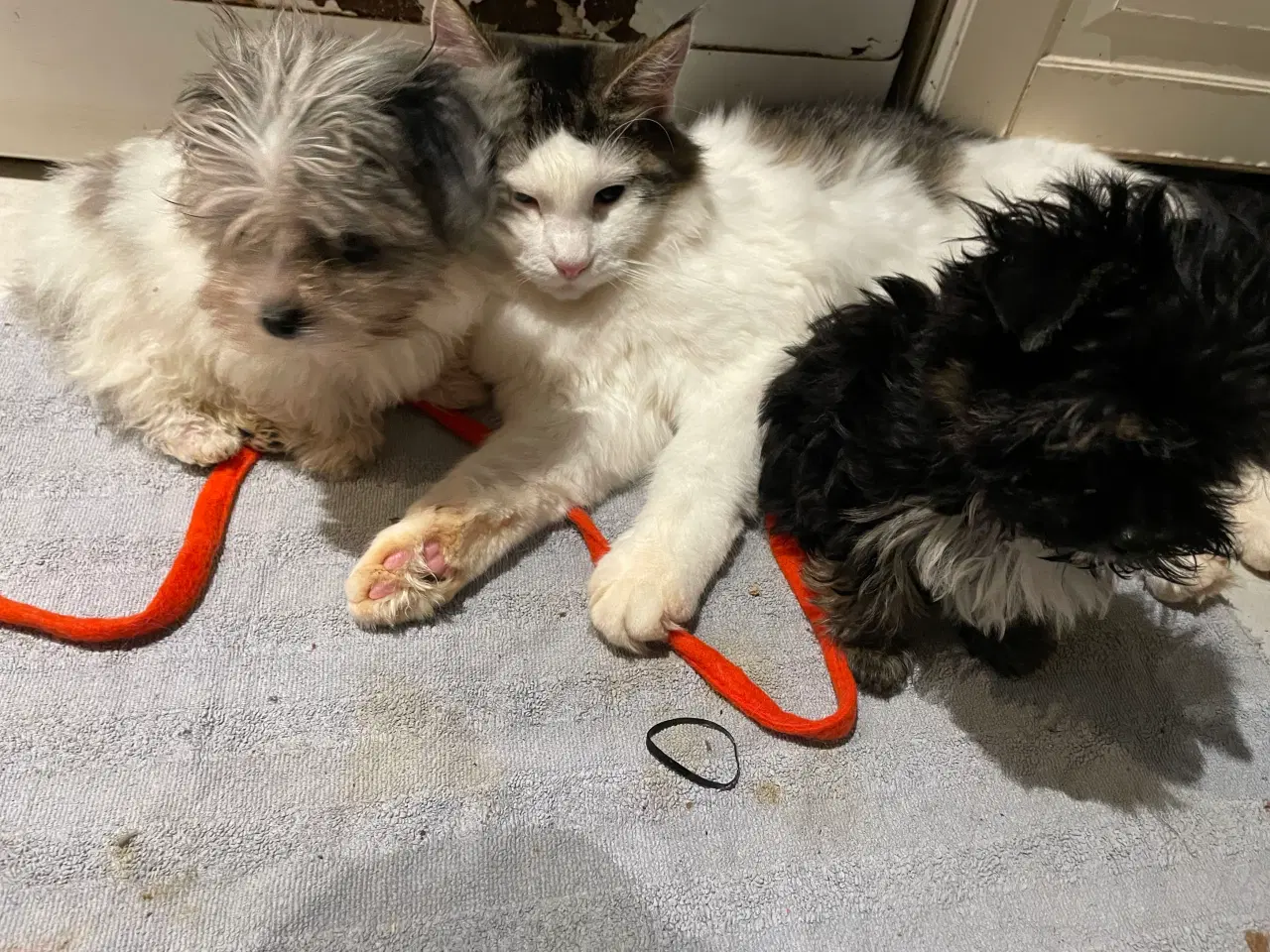 Billede 1 - Mini /micro Morkier - allergivenlige