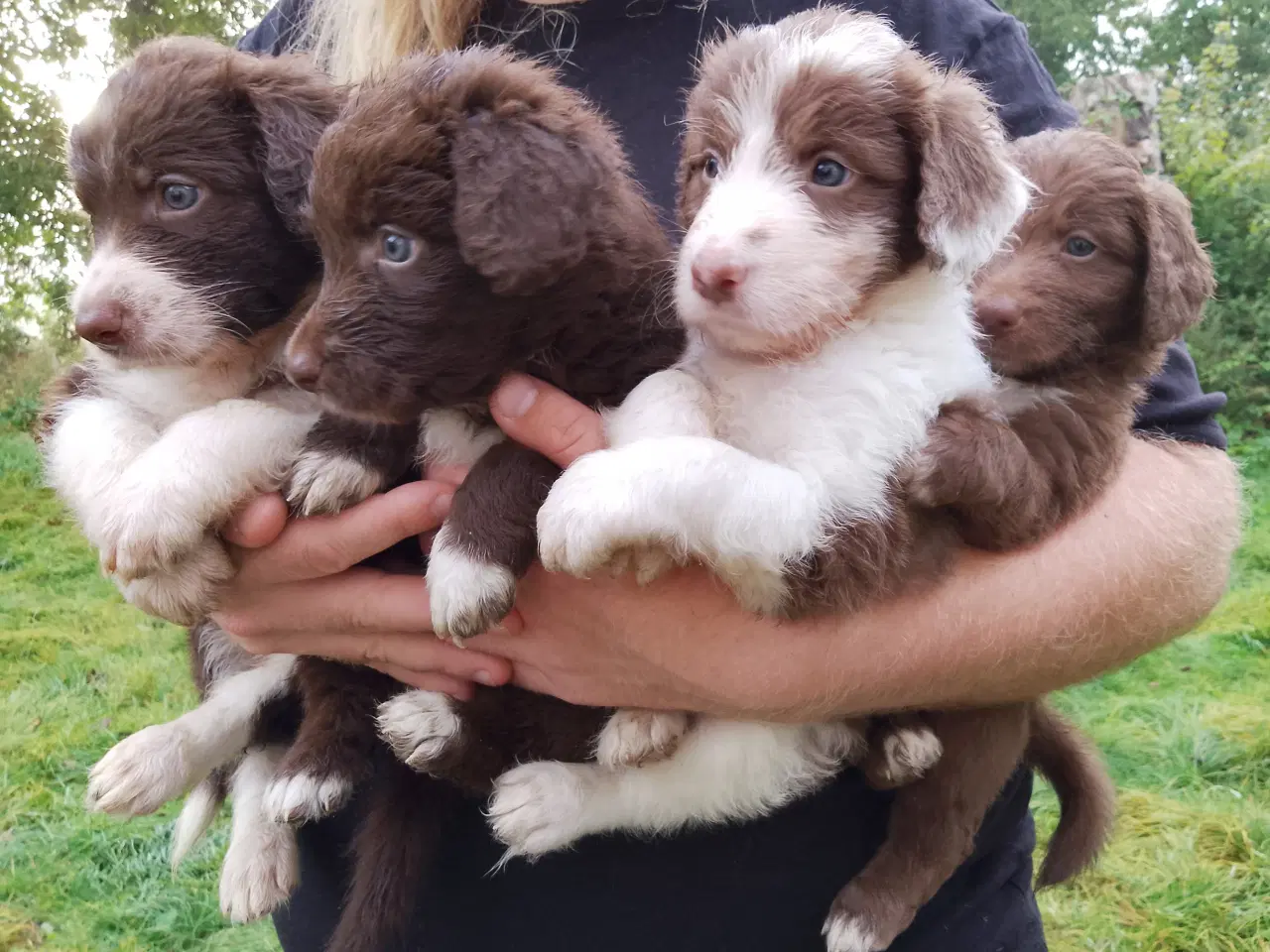 Billede 4 - Aussie doodle hvalpe 