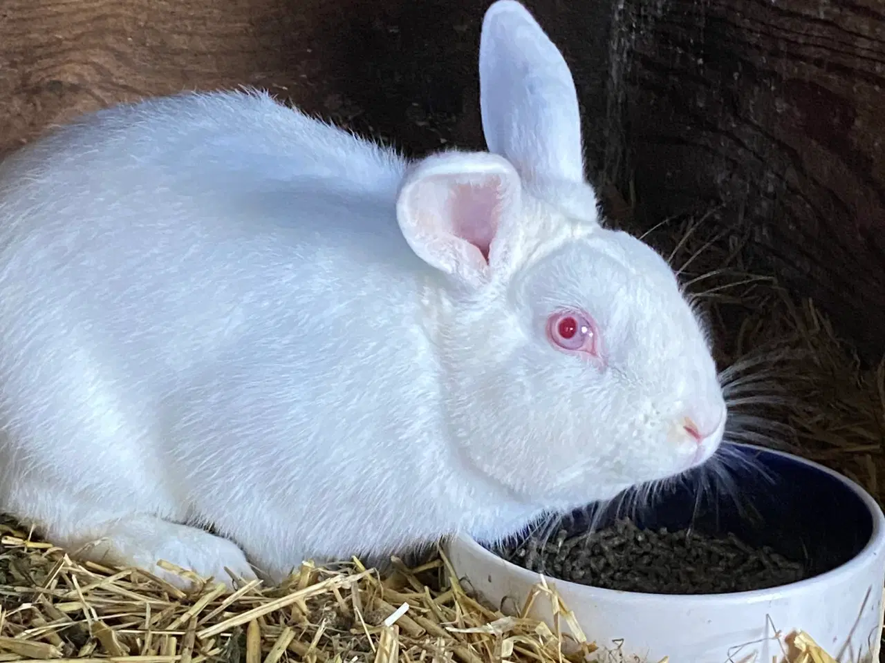 Billede 1 - 3 Kaniner hvid Ørestad