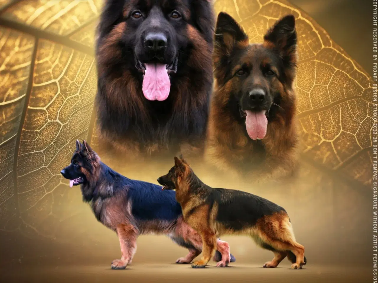 Billede 7 - Langhåret schæferhunde hvalpe