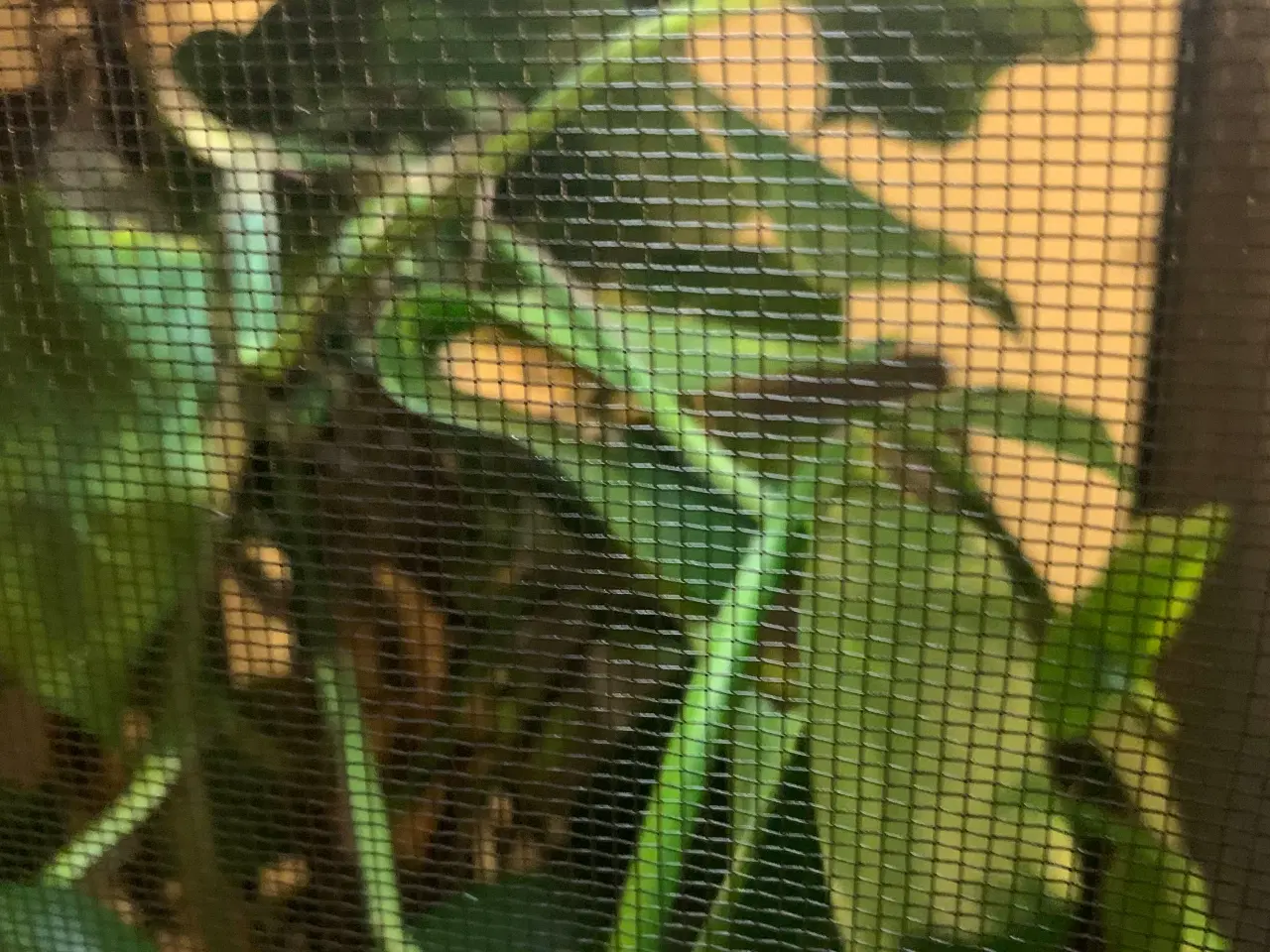 Billede 1 - Krone geggo