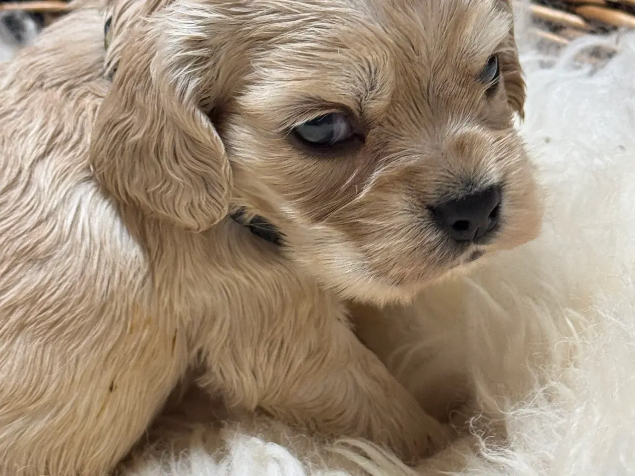 Billede 3 - Skønne Amerikanske Cockerspaniel 