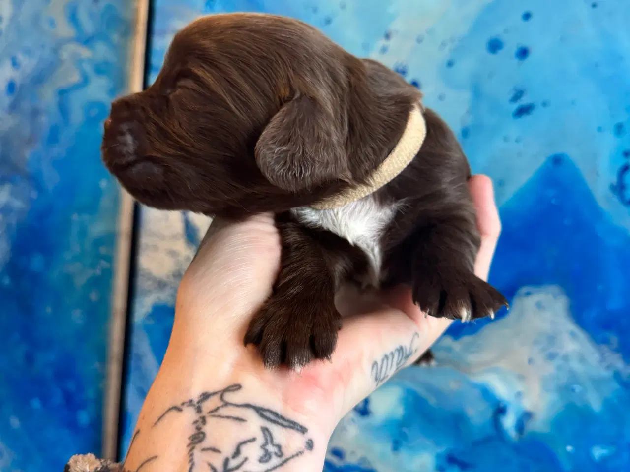 Billede 3 - Ft Cocker spaniel tæve 