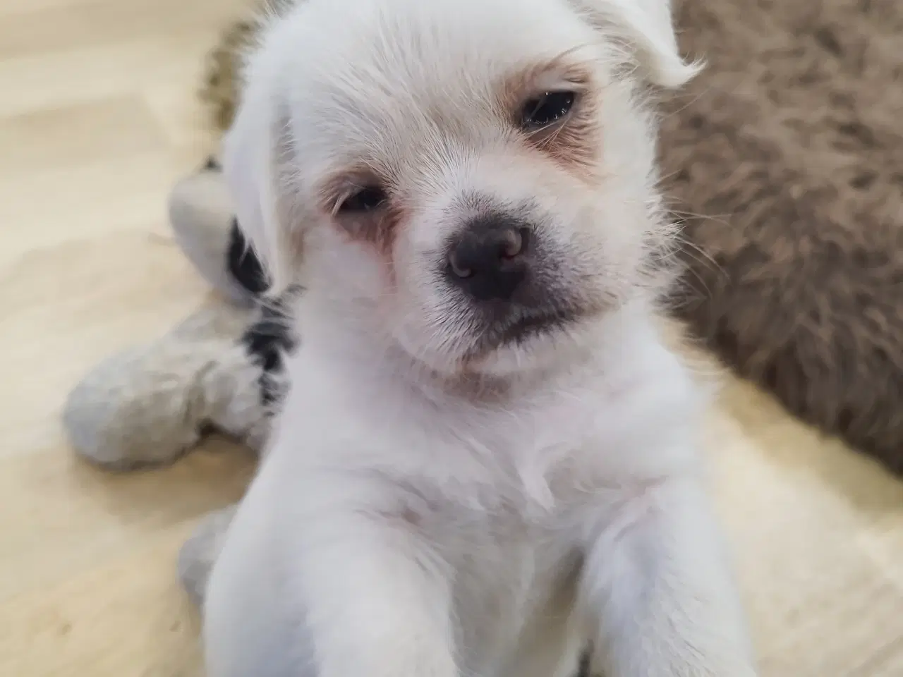 Billede 2 - Mops/Coton hvalpe 