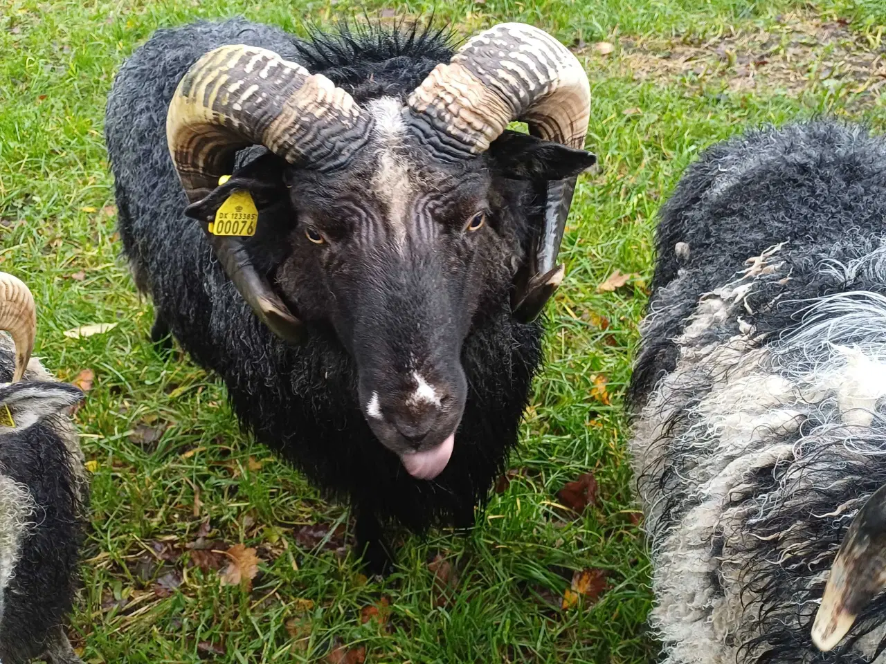 Billede 2 - 2 årig Gutevædder med stamtavle og m3 status