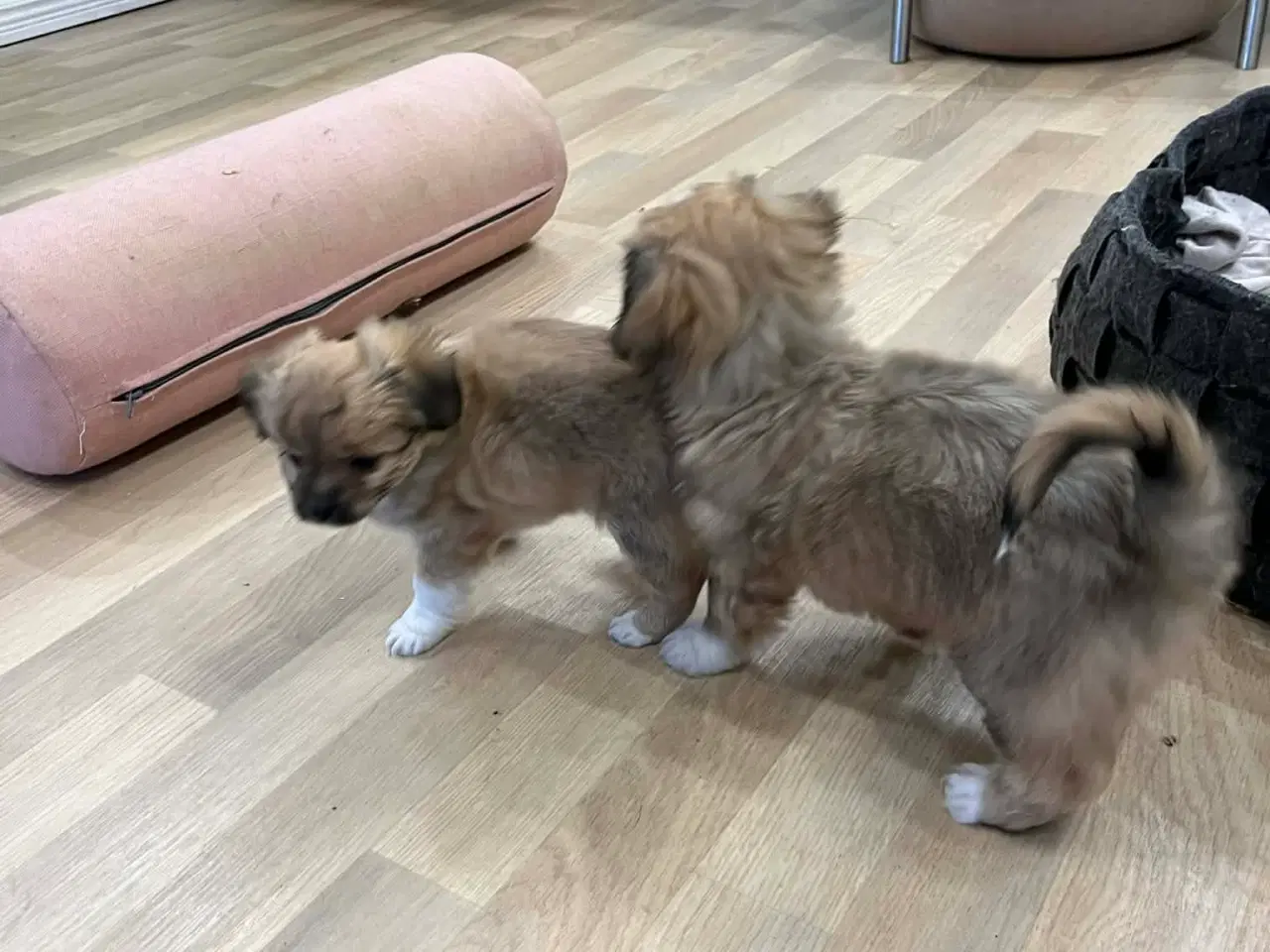 Billede 4 - Bichon Havanais hvalpe