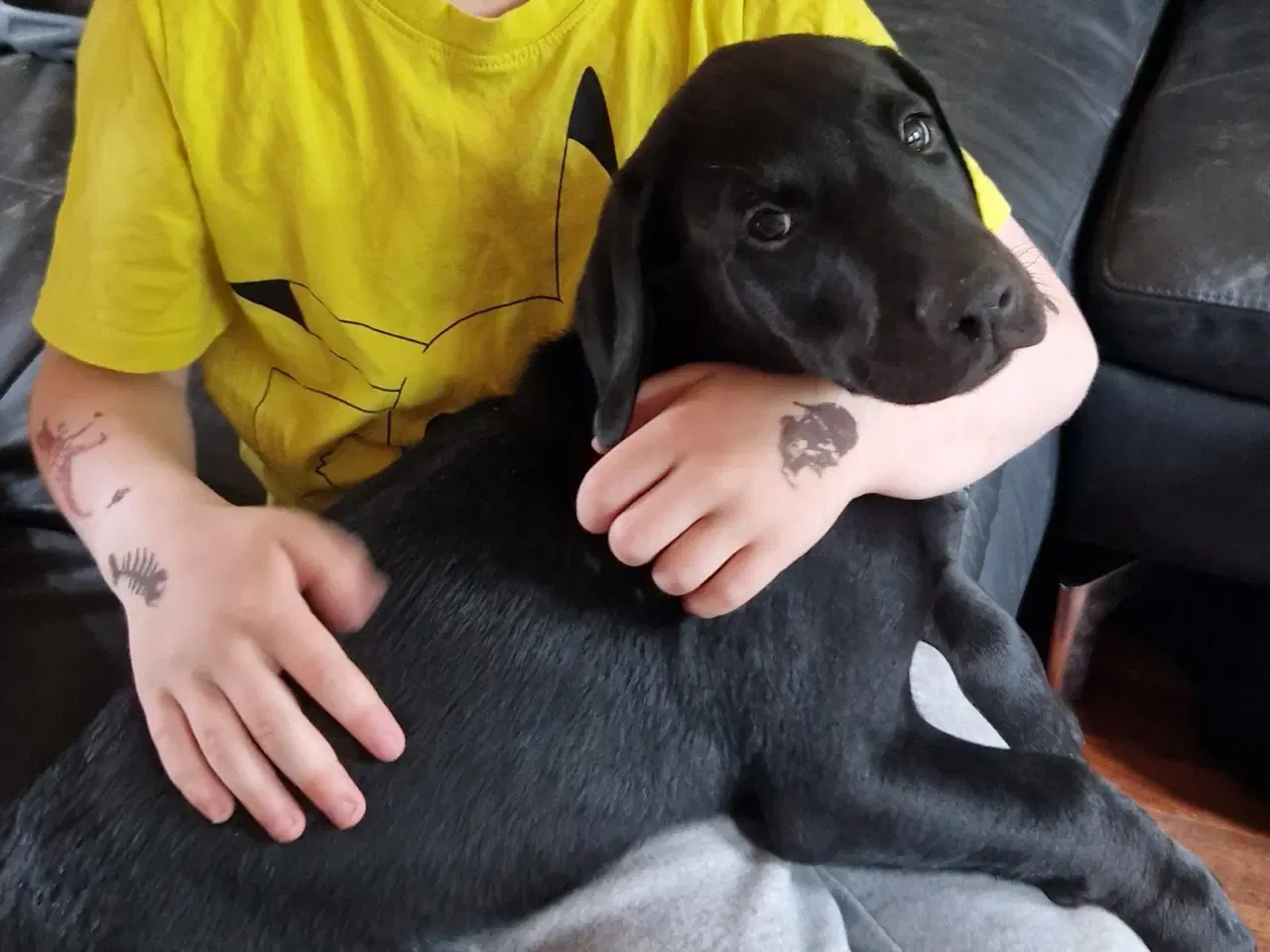 Billede 2 - Labrador blandings hvalpe 