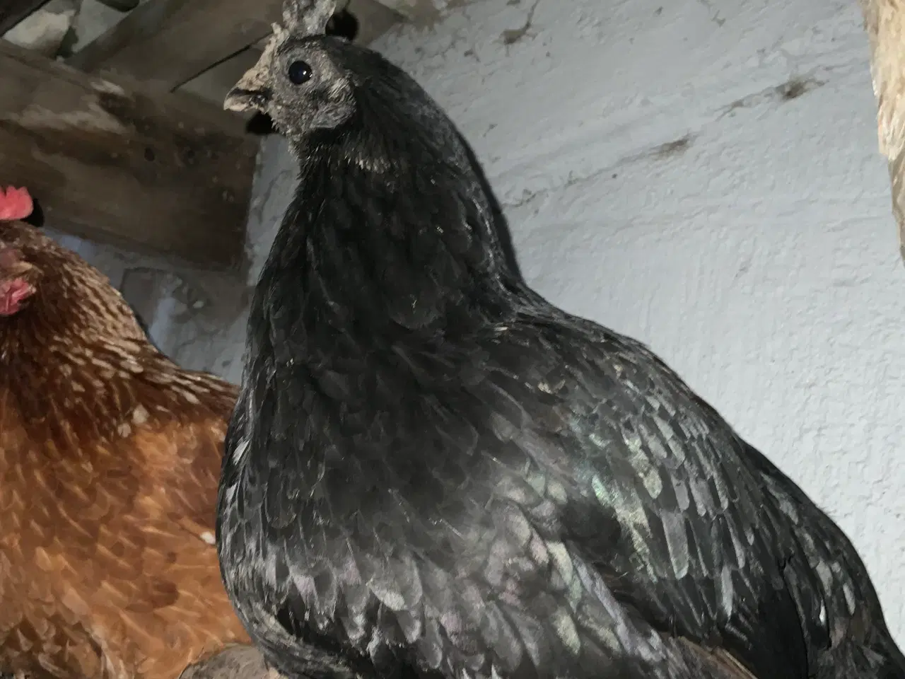 Billede 7 - Rugeæg blandet racer. 🐔❤️af høns