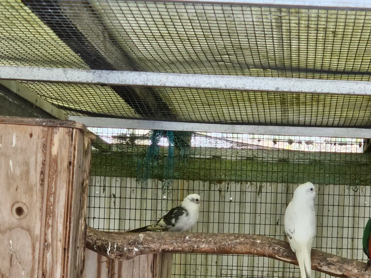 Billede 1 - Sangparakit