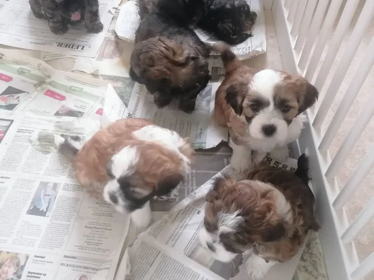 Billede 8 - Bichon Havanais ( Havaneser ) / Shih Tzu