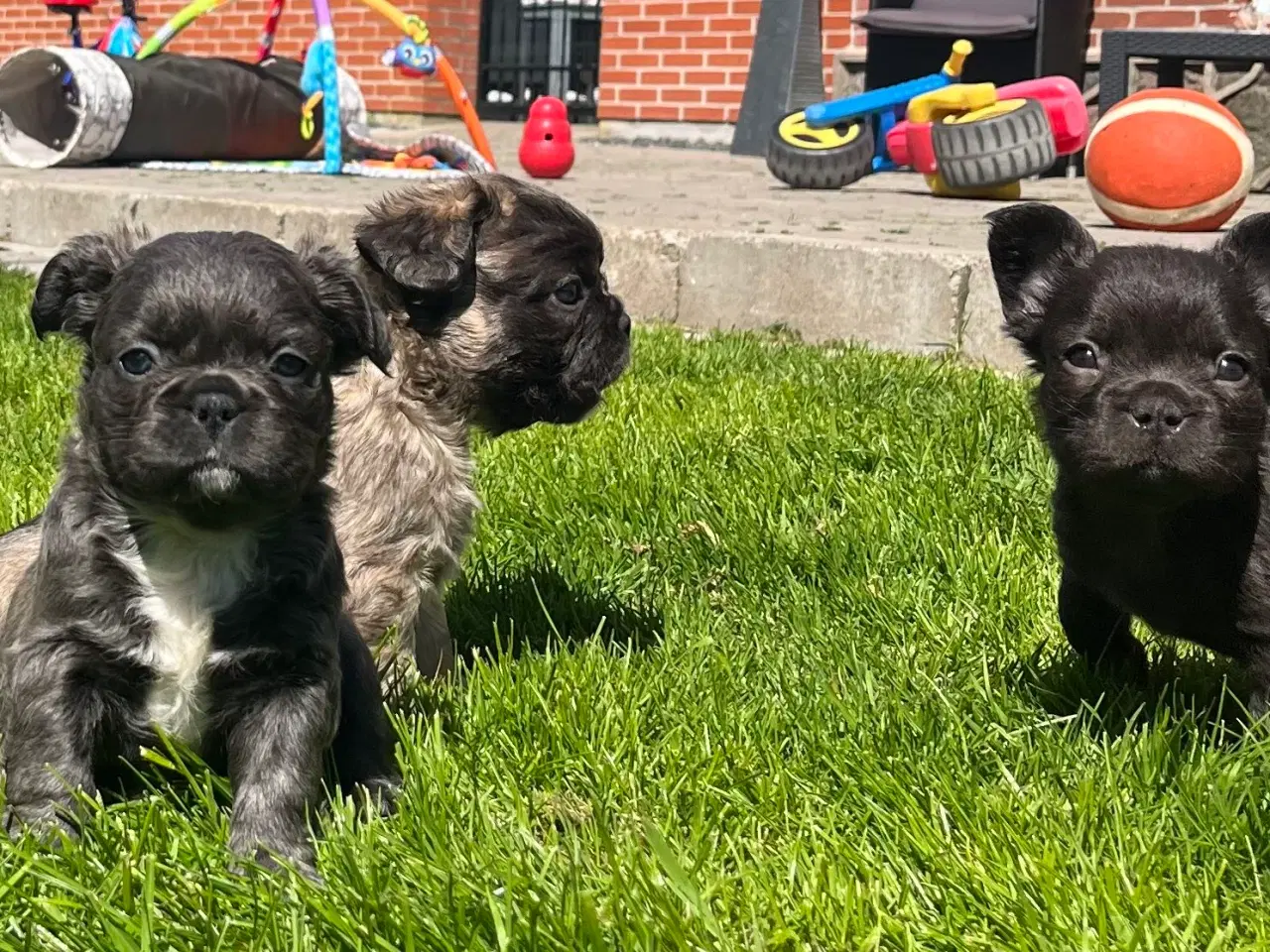 Billede 1 - Fluffy fransk bulldog med stsmtsvle