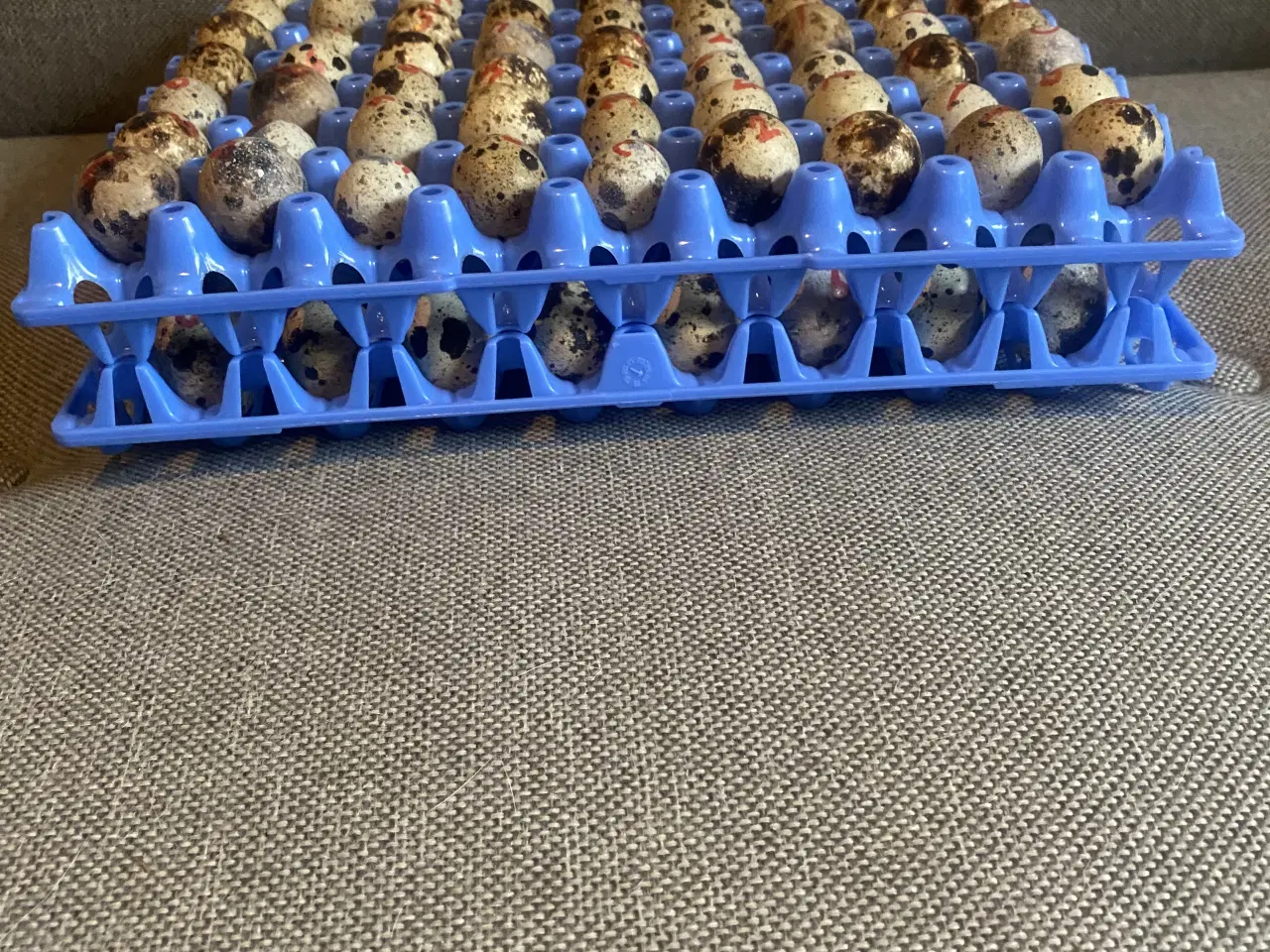 Billede 1 - Æggebakker i Plast til 72 vagtelæg