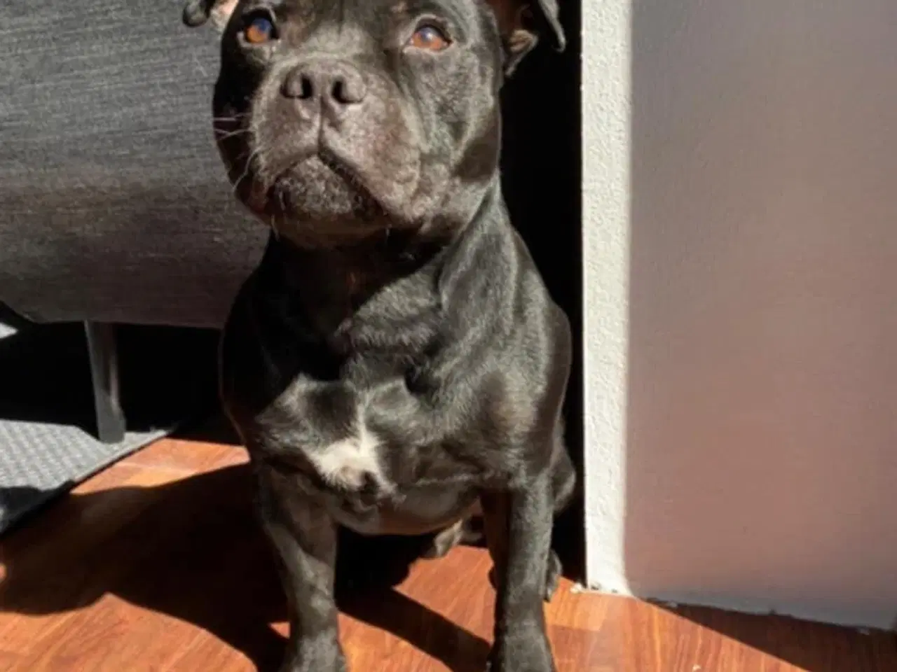 Billede 4 - Engelsk Staffordshire bull terrier 