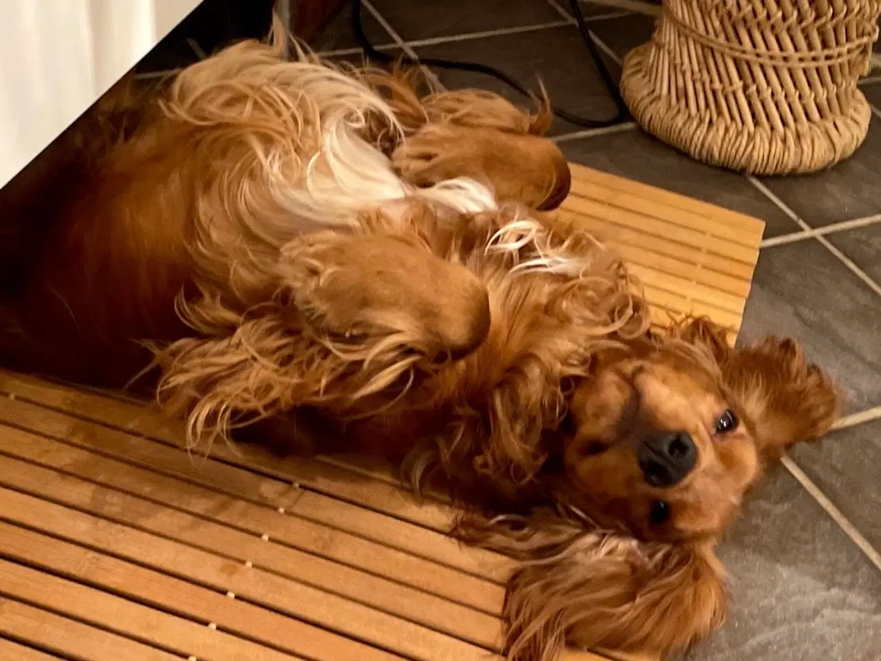 Billede 9 - Til parring - IKKE salg 